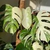 yourfaveshop1